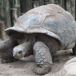 A._gigantea_Aldabra_Giant_Tortoise