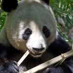 panda-bear with bambo