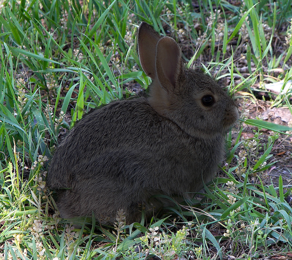 Darkened Rabbit_in_montana copy